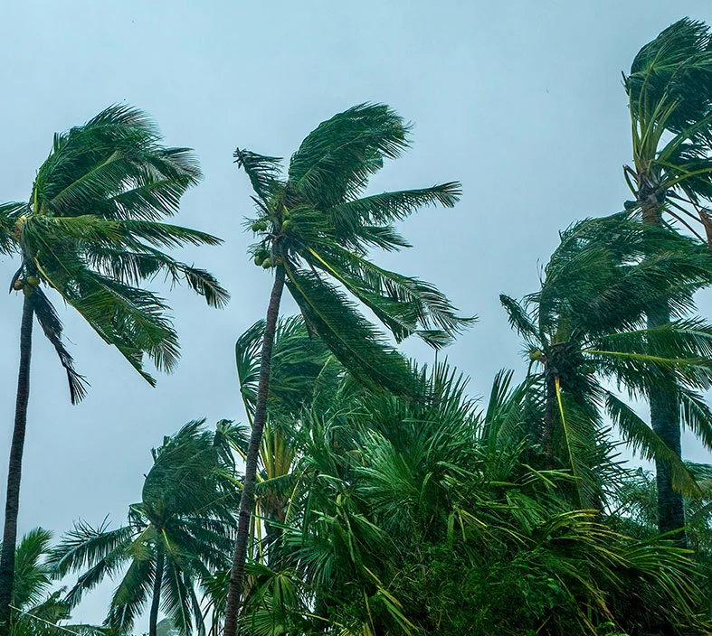 Tall palm trees bending in strong wind under a cloudy sky, demonstrating the structural pressure wind can place on solar systems.